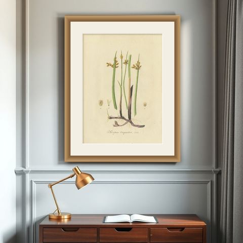 Antique Botany Print of Schoenoplectus Triqueter by Sepp, 1830, shown framed on a wall