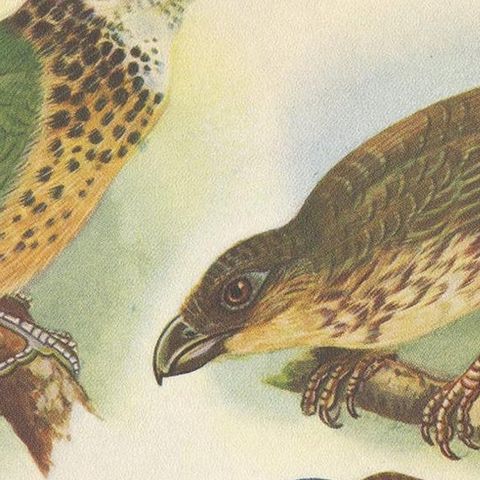 Antique Print of the White-Eared Cat Bird, Tooth-Billed Cat Bird and Other, 1950, close-up 1