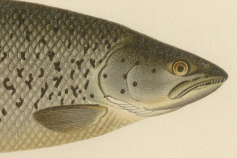 Scandinavian Atlantic Salmon Forms: Exquisite 19th Century Hand-Colored Print, close-up 1