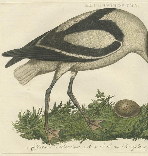 Recurvirostra Antique Print of Pied Avocet, Ornithological Study, 1770, view 3