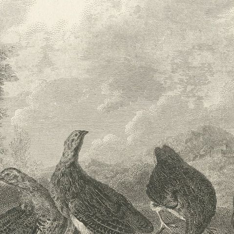 Antique Bird Print of a Covey or Small Group of Partridges, close-up 1