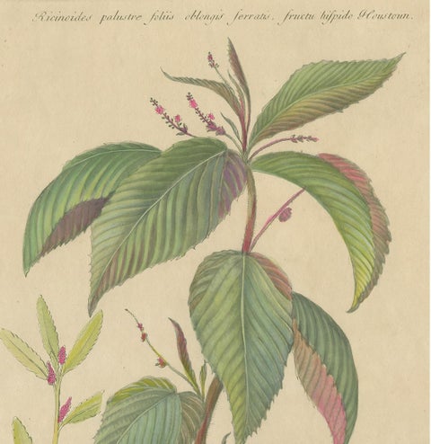 Antique Botany Print of a Caperonia Species, 'circa 1730', view 3