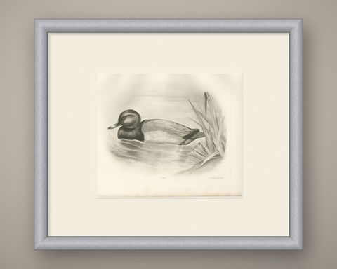 Pochard, Antique Bird Print after Lilian Medland, circa 1909, shown framed