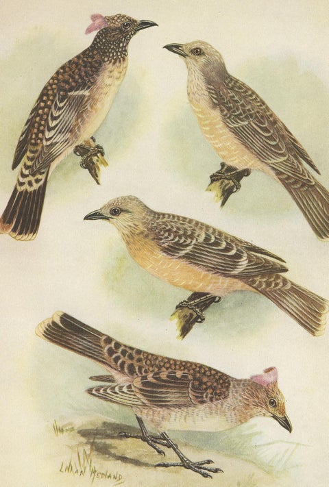 Antique Print of the Spotted Bower Bird and Fawn-Breasted Bower Bird, 1950, view 4