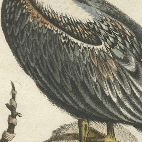 Hand-Colored Engraving of the American Pelican by Seligman, c.1770, close-up 6