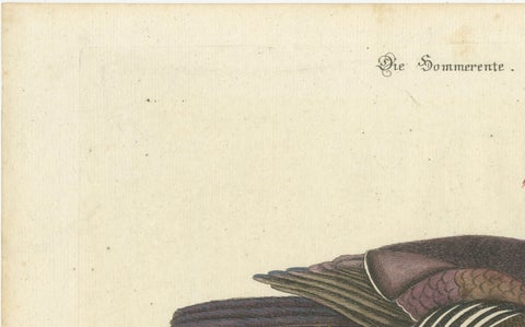 Wood Duck, Die Sommerente / Canard d’Été, after Mark Catesby, Seligmann, c.1770, close-up 5