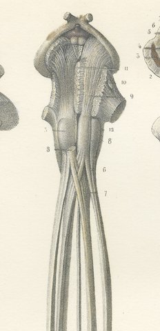Spinal Cord and Its Serial Sections, Hirschfeld Double Folding Plate, 1866, view 5
