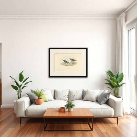 Antique Bird Print of the Little Ring Dotterel by Gould, 1832, shown framed in a room