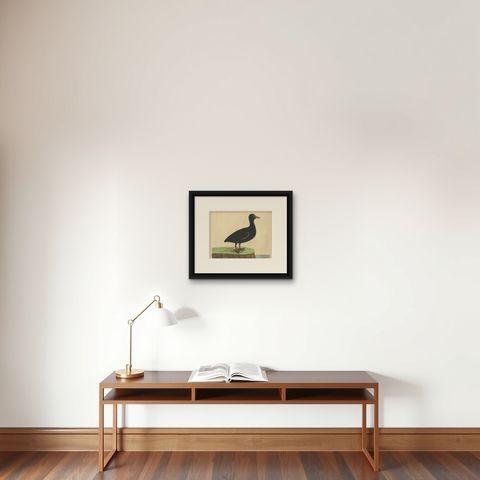 Antique Bird Print of the Eurasian or Australian Coot by Albin, c.1738, shown framed on a wall