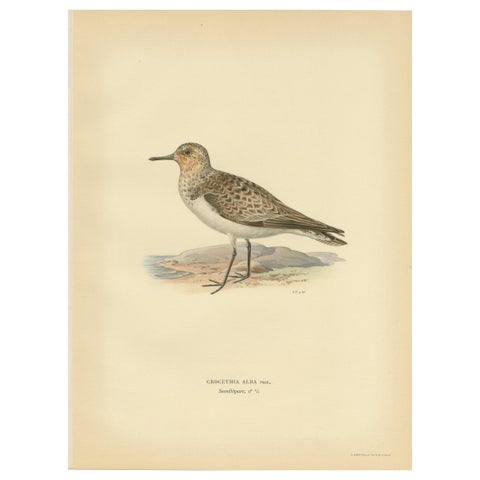 Antique Bird Print of the Sanderling 'Male' by Von Wright, 1929