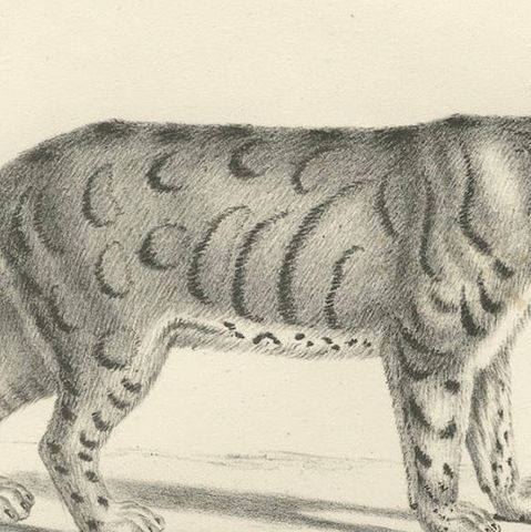 19th-Century Lithograph of the Long-Striped Tiger and Wild Asian Cat, close-up 6