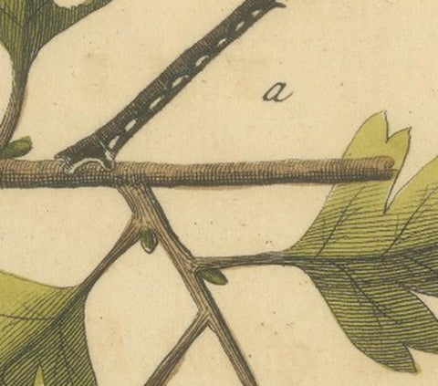 English Moths on Oak, Hand-Colored Insect Engraving, Eleazar Albin 1720, view 6