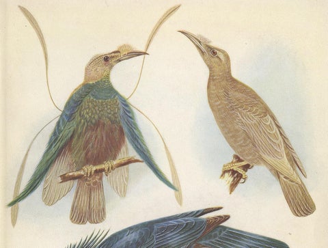 Antique Print of the Standard-Wing and the Trumpet Bird '1950', view 2