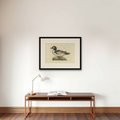 Common Goldeneye Duck, Antique Bird Engraving by Nozeman and Sepp, 1809, shown framed on a wall