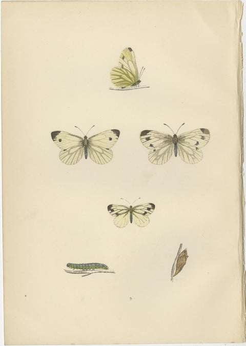 Winged Elegance: Stages of Lepidopteran Grace, Published in 1890, view 4