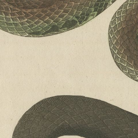 Two Snakes with Open Jaws, Antique Bertuch Print, Vienna, circa 1805, close-up 5