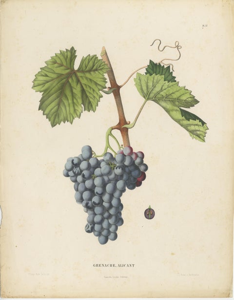 Rare Original Antique Lithograph of the Grenache Alicante Grape Variety, 1890, view 2