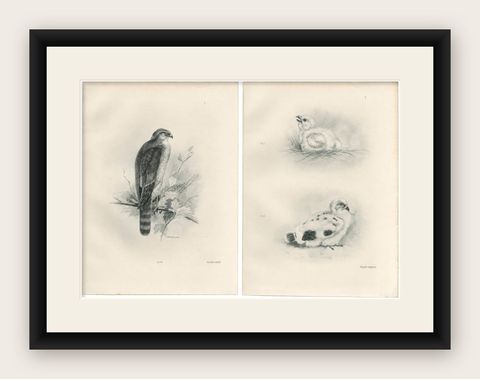 Adult Sparrowhawk and Chicks Antique Bird Prints, Set of Two, circa 1908, shown framed