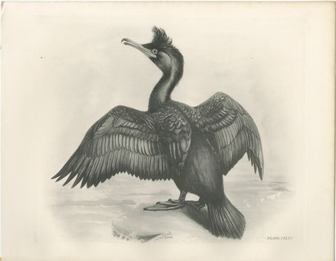 Shag, Antique Bird Print after Lilian Medland, circa 1909, view 2