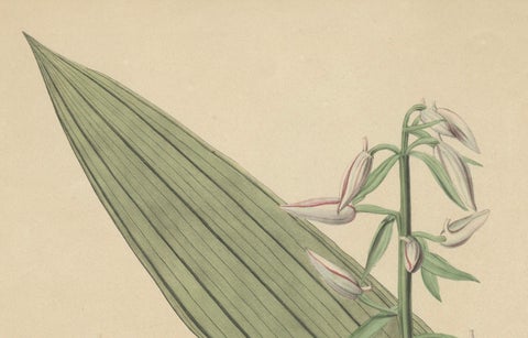 Large Masterpiece of Botanical Illustration from the Dutch East Indies, 1854, close-up 1