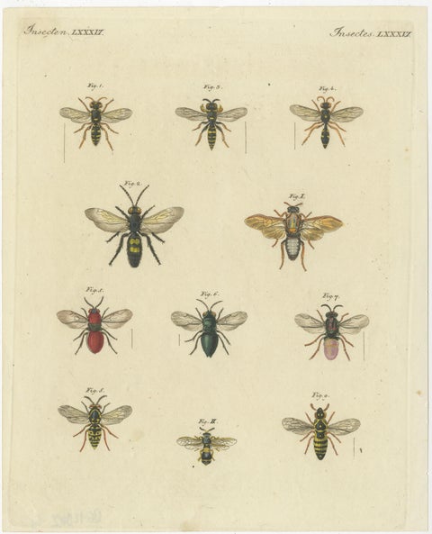Set of 3 Antique Prints of various Insects including Wasps and Flies, view 3