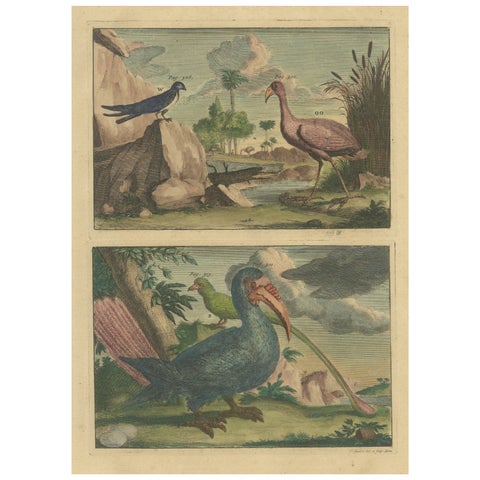 Colored Antique Print of a Swallow, Kingfisher and other Birds of Indonesia