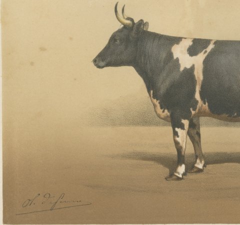 Breton Cow, French Cattle Breed, Antique Chromolithograph by Borie, 1863, close-up 2