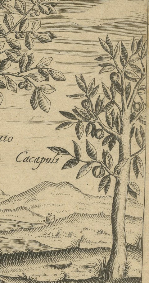 Spices of the Tropics: Cinnamon and Cassia in De Bry's 1601 Illustration, close-up 4