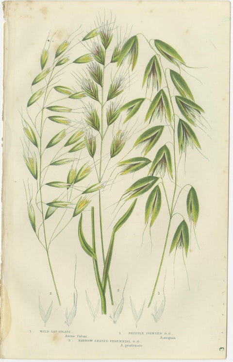 Sweet Cyperus and Brown Cyperus Botanical Prints, Hand-Colored, 1873, view 3