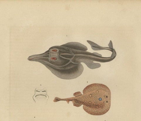 Print of a Guitarfish, Common Torpedo, Stingray & Devil fish or Giant Devil Ray, close-up 2