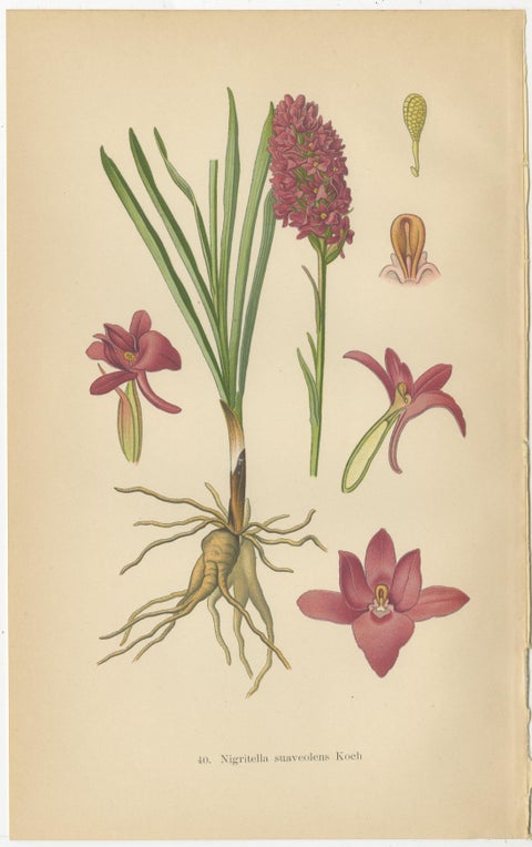 Nigritella Nuances: Botanical Portraits of Alpine Orchids from 1904, view 3
