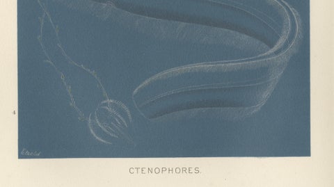 Ctenophores (Comb Jellies), Marine Invertebrates, Royal Natural History, 1896, close-up 3