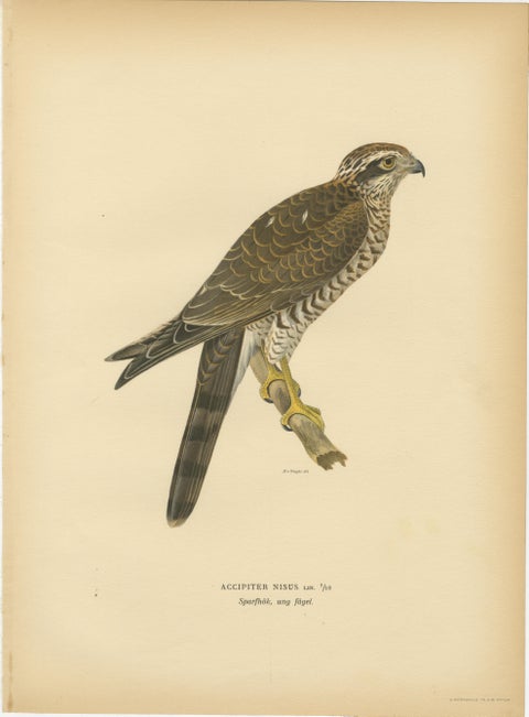 Scandinavian Birds of Prey Triptych, Svenska Fåglar Lithographs, 1929, view 2