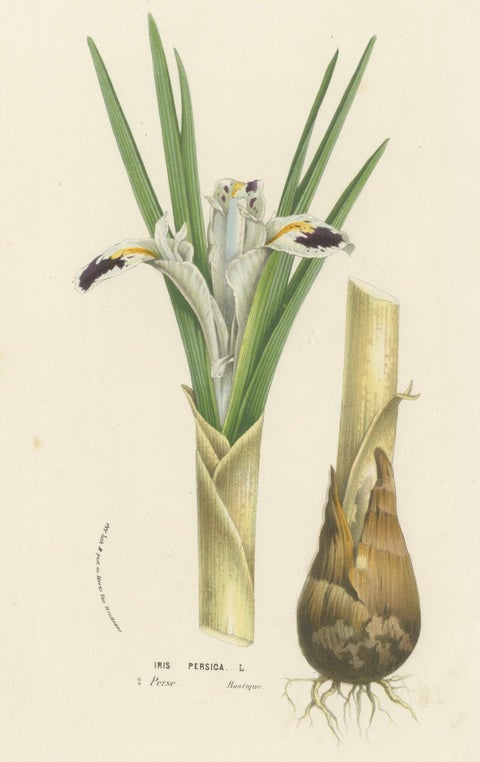 Botanical Illustration of Persian Iris: Iris persica from Iran, c.1855, close-up 1
