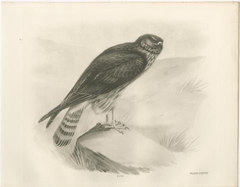 Pair of Marsh and Hen Harrier Bird Prints by Stonham, 1908, view 3
