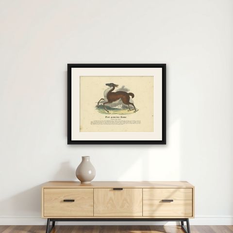 Das gemeine Lama (Common Llama) - Hand-Colored Zoological Print, Circa 1840, shown framed on a wall