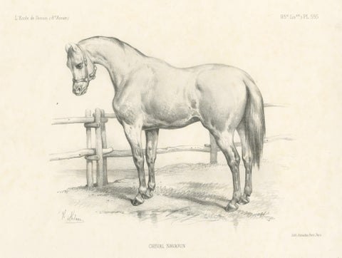 Original Antique Print of a Navarrin Horse, an Extinct Breed from France, view 3