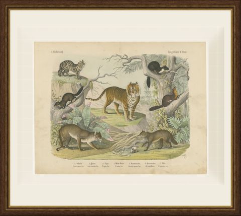 Antique Tiger and Puma Print with Wildcat and Martens, Kolb Mammals, circa 1890, shown framed
