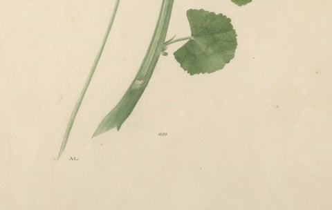Two Stems with Red Flowers, Botanical Watercolor by A.L., 1819, close-up 2