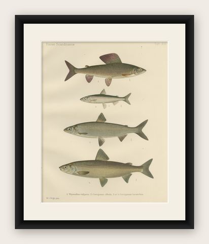 Scandinavian Fishes: Grayling and Whitefish in Exquisite Lithographic Detail, shown framed