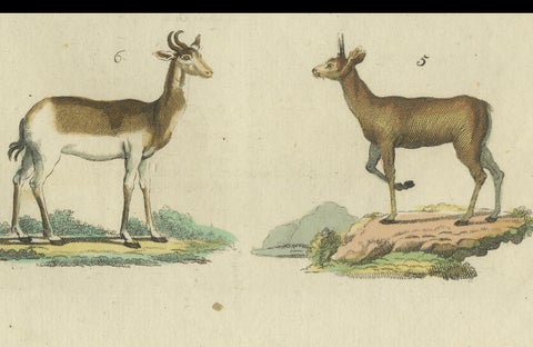 Original Hand-Colored Antique Print of various Antelope Species, circa 1820, close-up 3