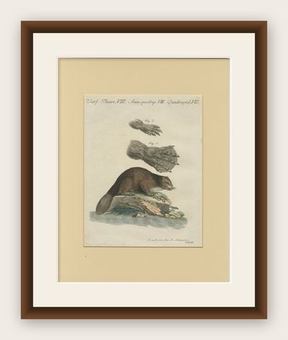 Antique Beaver with Webbed Feet Engraving, Bertuch, c. 1792, shown framed
