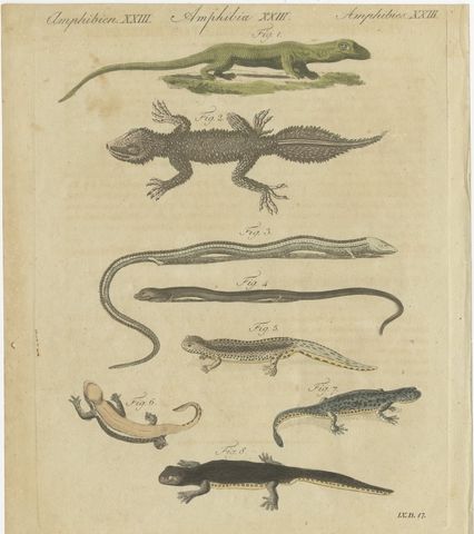 Lizards and Newts, Eight Species, Antique Bertuch Print, Vienna, circa 1805