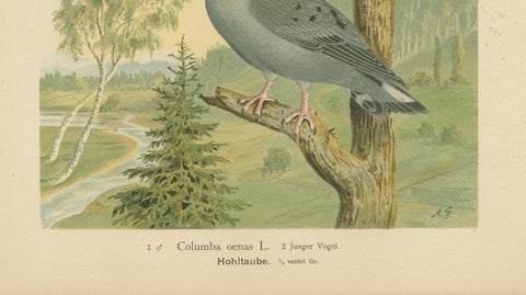 Wood Pigeons in a Spring Landscape, Elegant Antique Bird Chromolithograph, 1880, close-up 5