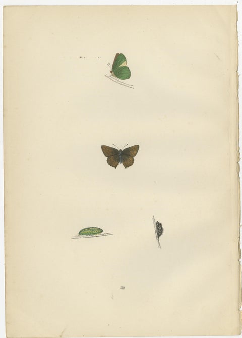 Triptych of Lepidoptera Elegance: Hand-Coloured Butterflies Published in 1890, view 3