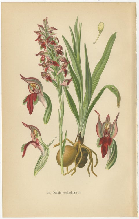 Nature's Masterpieces in Original Antique Print: The Orchids of 1904, view 5