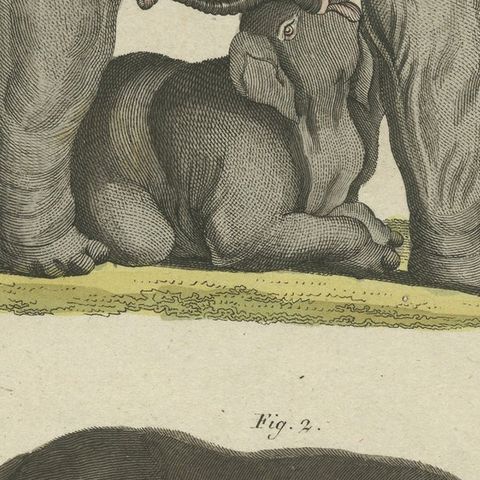 Original Antique Print of the Indian Elephant and the Mythical Beast Sukotyro, close-up 2