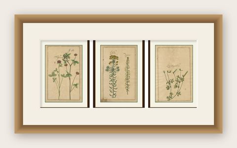 Rare 17th Century Botanicals, Trifolium, Gula Degener & Lotus, Leipzig, c.1690, shown framed