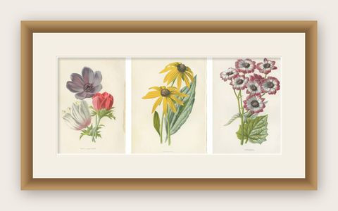 Set of Three Botany Prints Poppy Anemone, Rudbeckia, Cineraria, shown framed