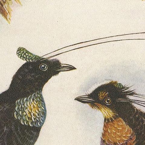 Antique Print of the Wahnes' Six-Plumed Bird of Paradise and Others, 1950, close-up 2